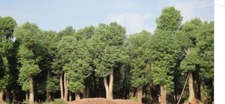 湖南大桂花 乔木 找产品 保定电子商务门户网站 保定114网 电子商务 保定企业门户网站 保定网站建设 企业用网政府指定单位 帮助所有企业做成网上的B2B生意