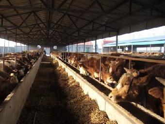 泰安力格生物技术 [官方网站] 公司主要研发、生产混合型饲料添加剂